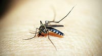 Crise de la Dengue au Brésil : Explosion des Cas après la Libération de Moustiques Génétiquement Modifiés - bill gates -black mosquito on person s skin