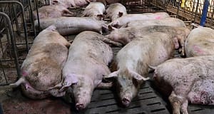 En Chine, la croissance spectaculaire de l'industrie porcine contraste avec les préoccupations écologiques européennes