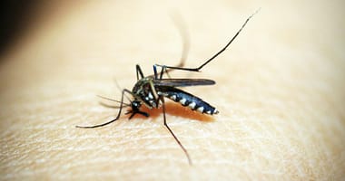 Crise de la Dengue au Brésil : Explosion des Cas après la Libération de Moustiques Génétiquement Modifiés - bill gates -black mosquito on person s skin
