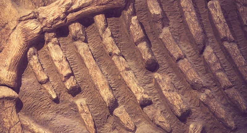 Comment les dinosaures ont disparu l'histoire fascinante des découvreurs d'os-min